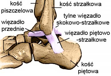 anatomia-artroskopia-stawu-skokowego-kostki