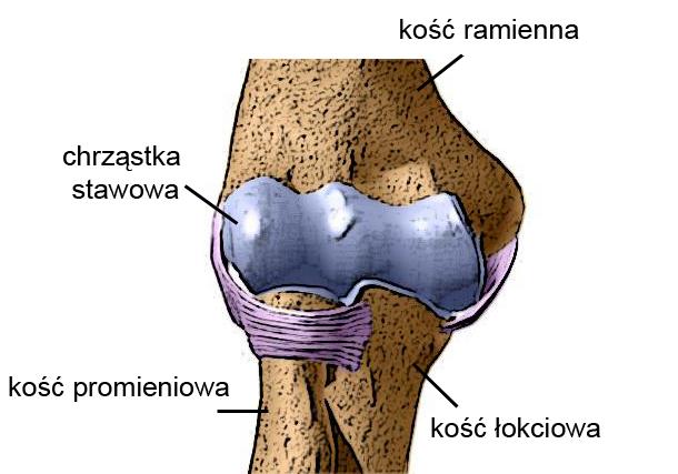 anatomia-stawu-lokciowego